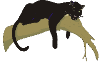 bagheera
