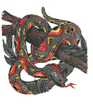 kaa